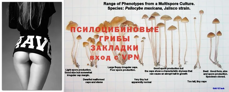 Псилоцибиновые грибы ЛСД  Мичуринск 